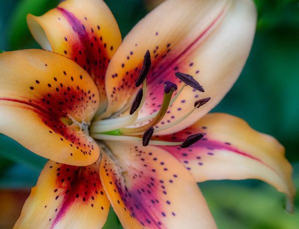 Gulin, Sylvia 아티스트의 USA-Washington State-Pacific Northwest Sammamish Asiatic Lily close up작품입니다.